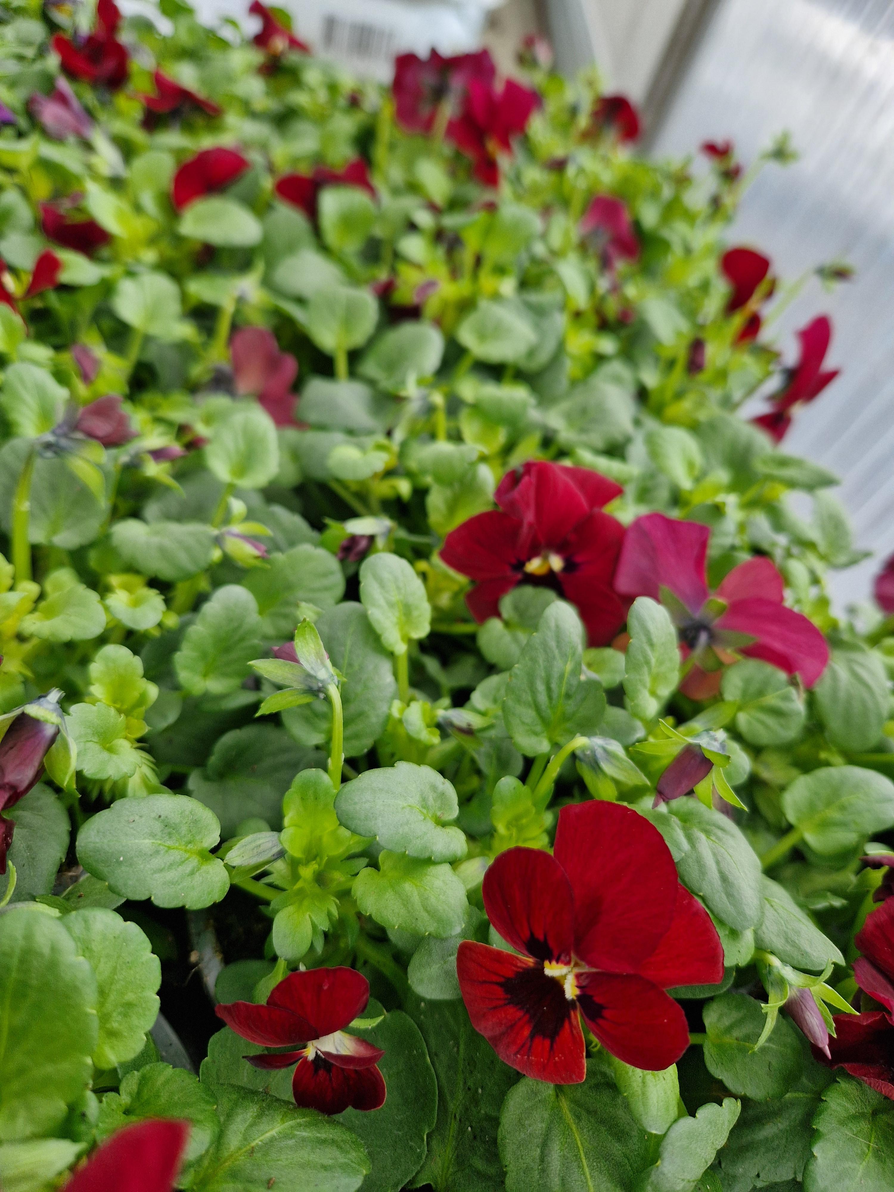 Växter och blommor Fröjas handesträdgåd