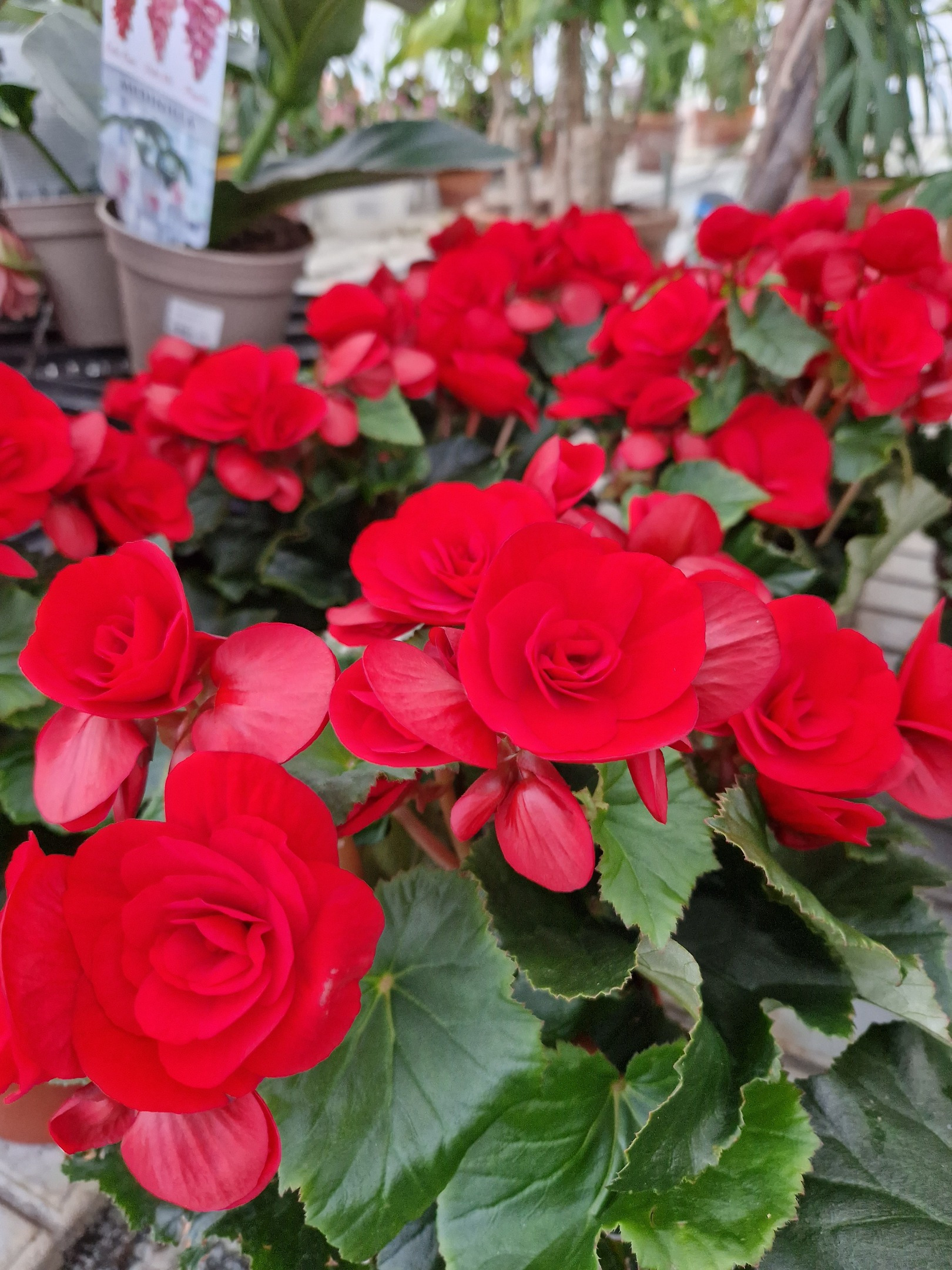 Fröjas, Oasen i Ås Kafé Handelsträdgård Världsbutik